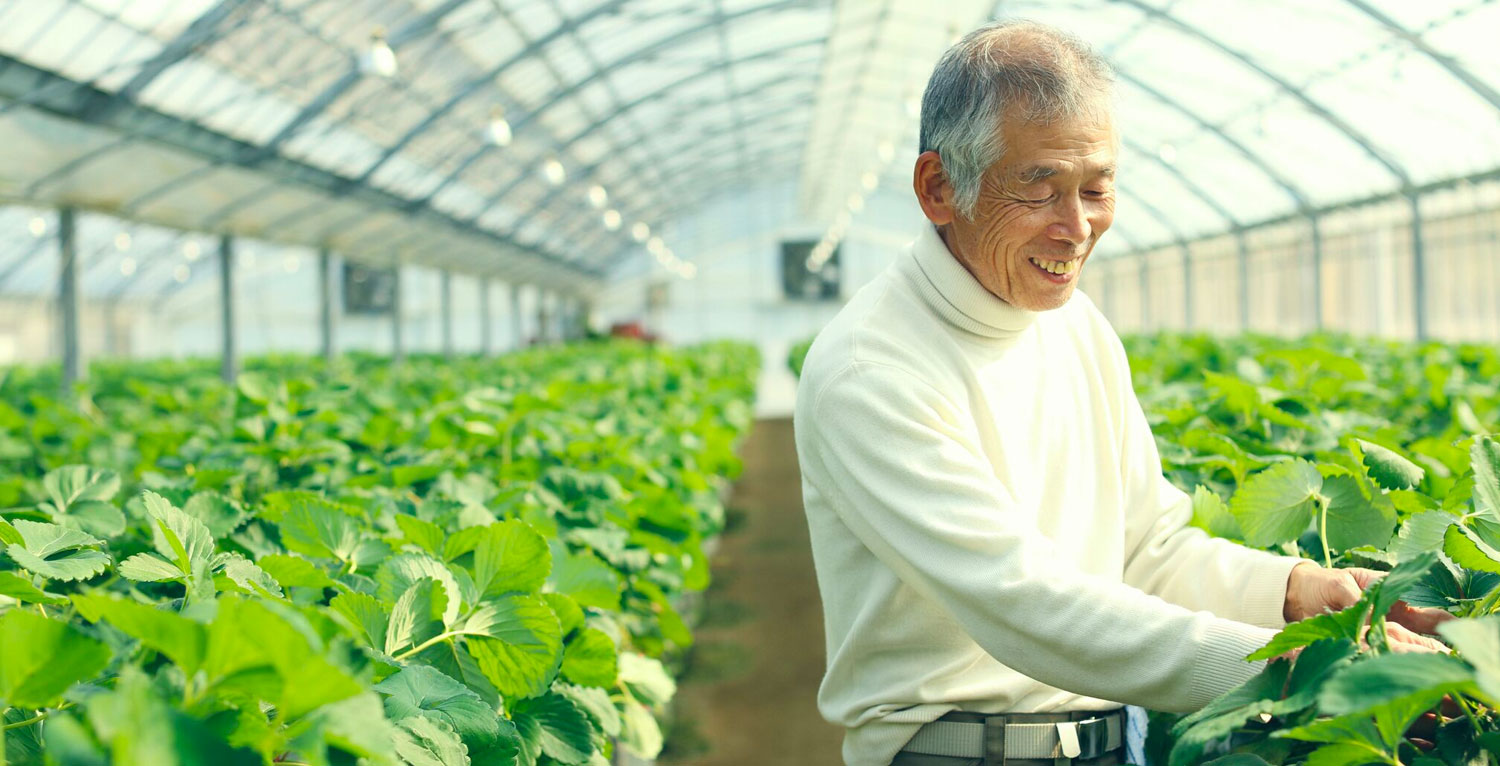 Older man tending to an indoor greenhouse