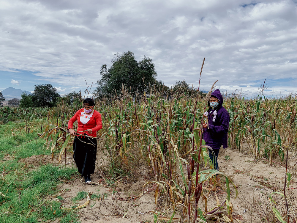 De Albino and her granddaughter in the family's corn fields, which they cultivate using organic practices