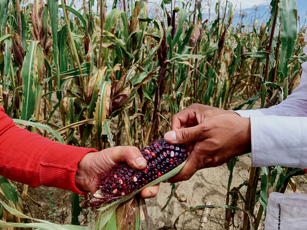 The deep and varying hues of Tlaxcala's maíz criollo, or native corn